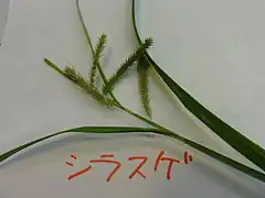 Description de l'image シラスゲ(Carex alopecuroides var. chlorostachya)-実 (5844559743).jpg.