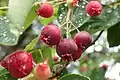 Fruits d'Amelanchier canadensis.