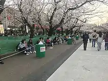 Photo couleur de l'allée d'un parc, bordée de cerisiers en fleurs, sous un ciel blanc laiteux. Des visiteurs sont visibles, assis ou marchant.