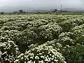 Plantation de chrysanthèmes à Taïwan, 2015.