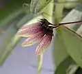 Bulbophyllum flabellum-veneris