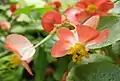 Fleurs femelles d'un cultivar rouge