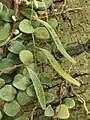 Pyrrosia nummulariifolia, les feuilles végétatives (forme ronde) et les sporophylles (forme longue).