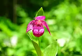 Sabot de vénus à grandes fleurs