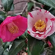 蝦夷錦 'Ezo-nishiki'. De taille moyenne, avec des marques rouges sur fond blanc, parfois une seule couleur : rose foncé.