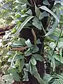 Pyrrosia adnascens, ayant deux types de feuilles : les feuilles végétatives (forme obovale) et les sporophylles.