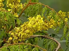 Caesalpinia vernalis