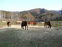 Groupe de chevaux vus de dos.