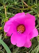 Portulaca grandiflora