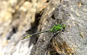 Ophiogomphus spinicorne