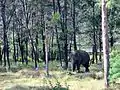 Éléphant rencontré en chemin vers la grotte de Phraya Nakhon