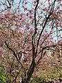 Presque pas de feuilles sur l'arbre durant la floraison. Quant aux B. purpurea et B. blakeana, souvent confondues avec lui, sont feuillues.