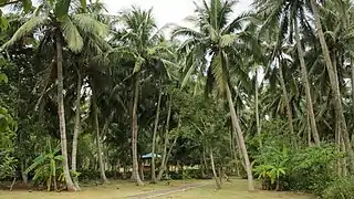 Parc des cocotiers