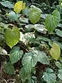 Feuilles presque rondes, à bords finement dentelés, non lobées ou légèrement lobées.