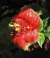 Inflorescence de Palicourea tomentosa cultivé au Jardin botanique de Kyoto (Japon)