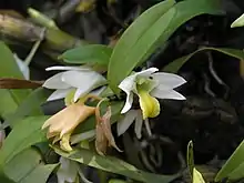 Pholidota articulata
