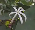Fleur de Jasminum adenophyllum, exposition horticole Royal Flora Ratchaphruek, Thaïlande