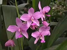 Spathoglottis plicata