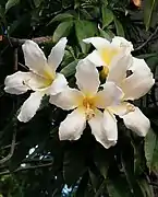 Variété à fleurs blanches