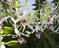 Dendrobium antennatum, Jardin botanique de Chenshan, Shanghai, Chine