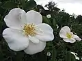 Photographiée à la roseraie Victoria State Rose Garden de Werribee près de Melbourne en Australie.