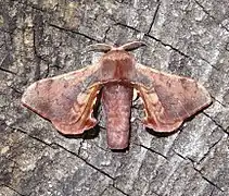 Bombycidae(Triuncina brunnea)