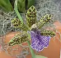 Zygopetalum intermedium, exposition horticole Royal Flora Ratchaphruek, Thaïlande