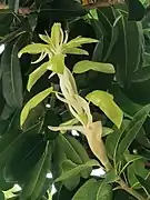 Ficus superba var. japonica, new bud with bud scales.