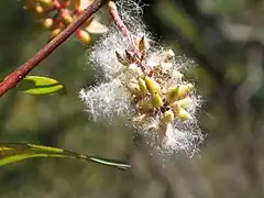 Description de l'image 雲南柳 Salix cavaleriei -麗江黑龍潭公園 Lijiang, China- (9240281258).jpg.