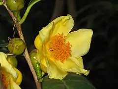 Description de l'image 顯脈金花茶 Camellia euphlebia -香港動植物公園 Hong Kong Botanical Garden- (9213354741).jpg.