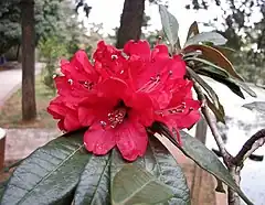 Description de l'image 馬纓杜鵑 Rhododendron delavayi -昆明金殿植物園 Kunming YuanLin Botanic Gardens, China- (25314659357).jpg.