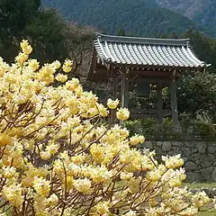 Description de l'image 高天寺橋本院のミツマタの花 Oriental paperbush in Hashimoto-in 2012.4.07 - panoramio.jpg.