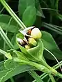 La membrane protégeant le fruit.