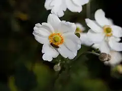 Description de l'image 'Anemone hupehensis' Capel Manor Gardens Enfield London England 2.jpg.