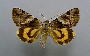 Catocala fulminea, la Lichénée jaune