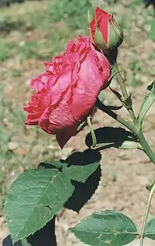 Photo rose 'Mlle Elise Chabrier' de Victor E. Gautreau