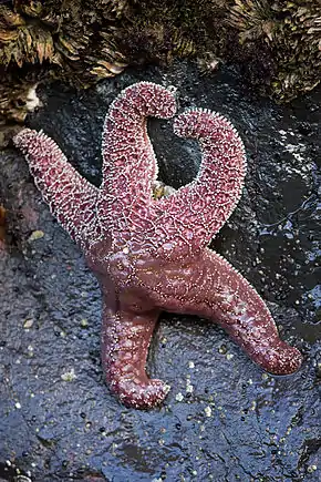 Description de l'image (2) Starfish, Oregon coast.jpg.