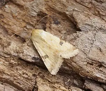 HeliothinaeHeliothis peltigera