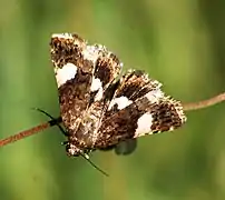 Papillon.