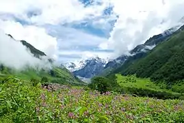 La Vallée des fleurs, dans la région du Garhwal, est un site classé au Patrimoine mondial qui accueille chaque année de nombreux visiteurs.