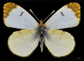 Anthocharis belia androgyne ♀ MHNT