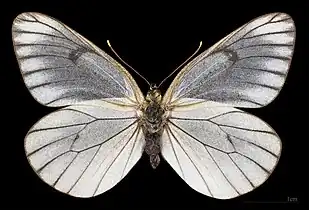 Aporia crataegi  ♀