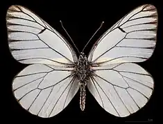 Aporia crataegi transitoria ♂