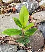 Jeune plant de deux ans