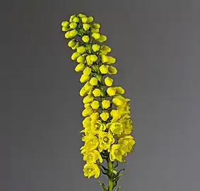 Inflorescence