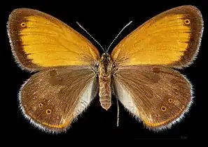 Coenonympha arcania ♀ MHNT