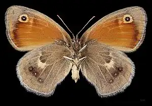 Coenonympha pamphilus marginata ♀ △