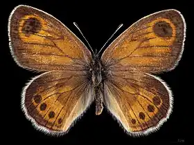 Coenonympha vaucheri ♂ MHNT