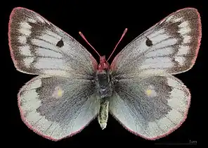 Colias phicomone ♀  MHNT