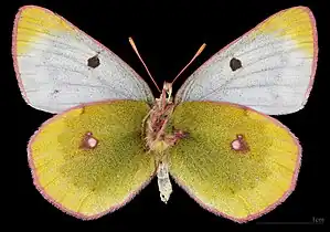 Colias phicomone, ♀